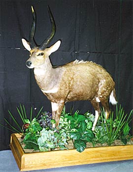 Alaska Taxidermy