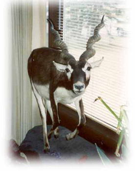 blackbuck