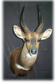 bushbuck