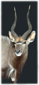 nyala